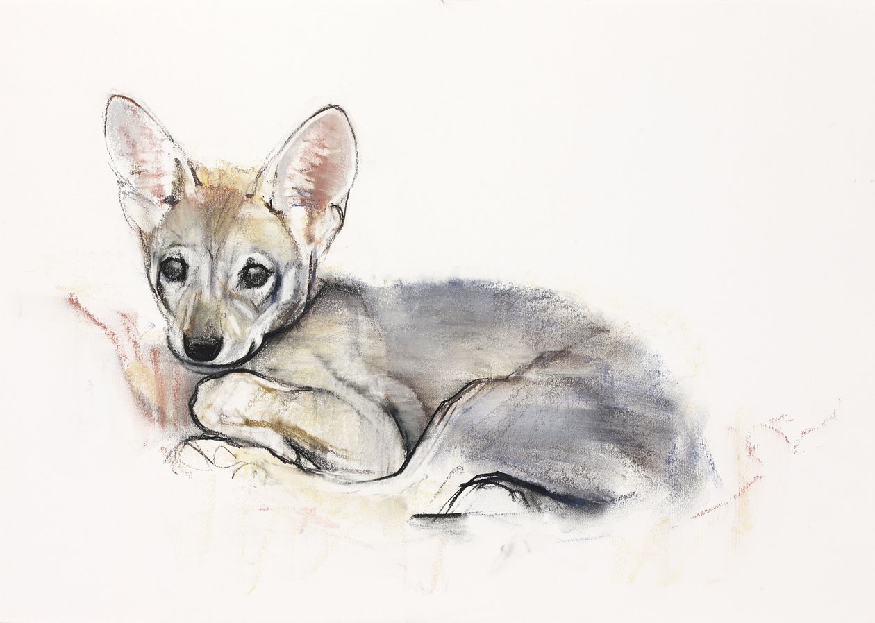 Filhote de Lobo Árabe Enrolado, 2009 (conte und charcoal on paper) de Mark Adlington