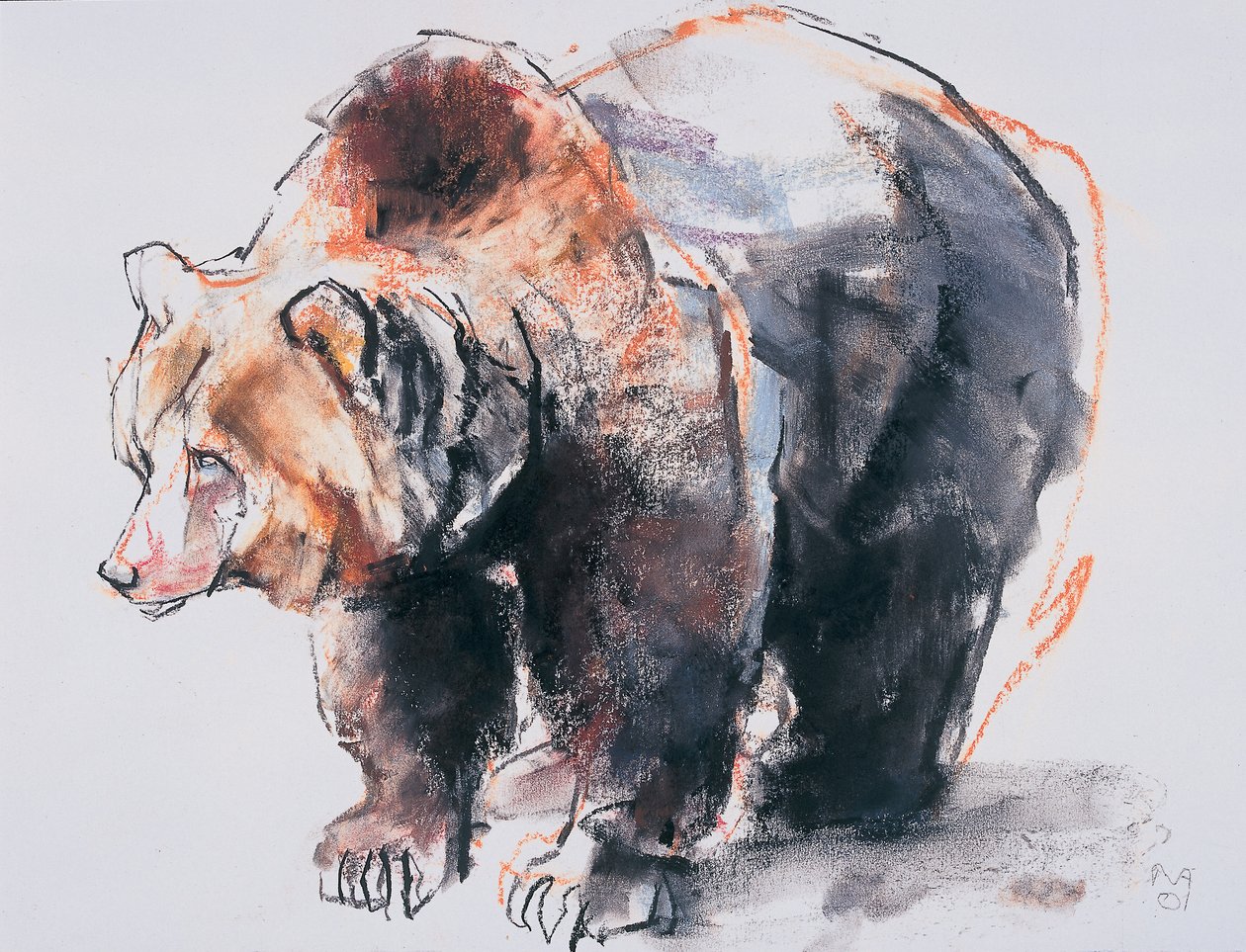Urso-pardo europeu, 2001 (carvão e conte no papel) de Mark Adlington