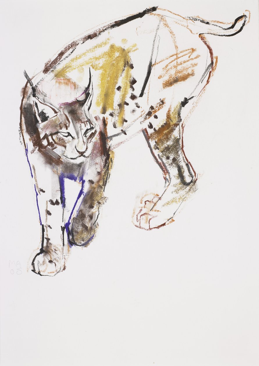 Lince Europeu (carvão e conte no papel) de Mark Adlington