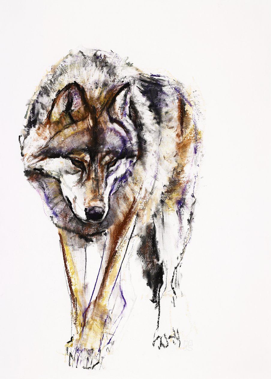 Lobo Europeu (carvão e conte no papel) de Mark Adlington
