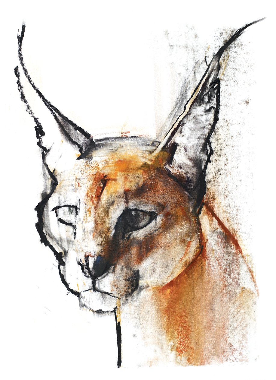 Feline (Caracal Árabe), 2009 (conte und charcoal on paper) de Mark Adlington
