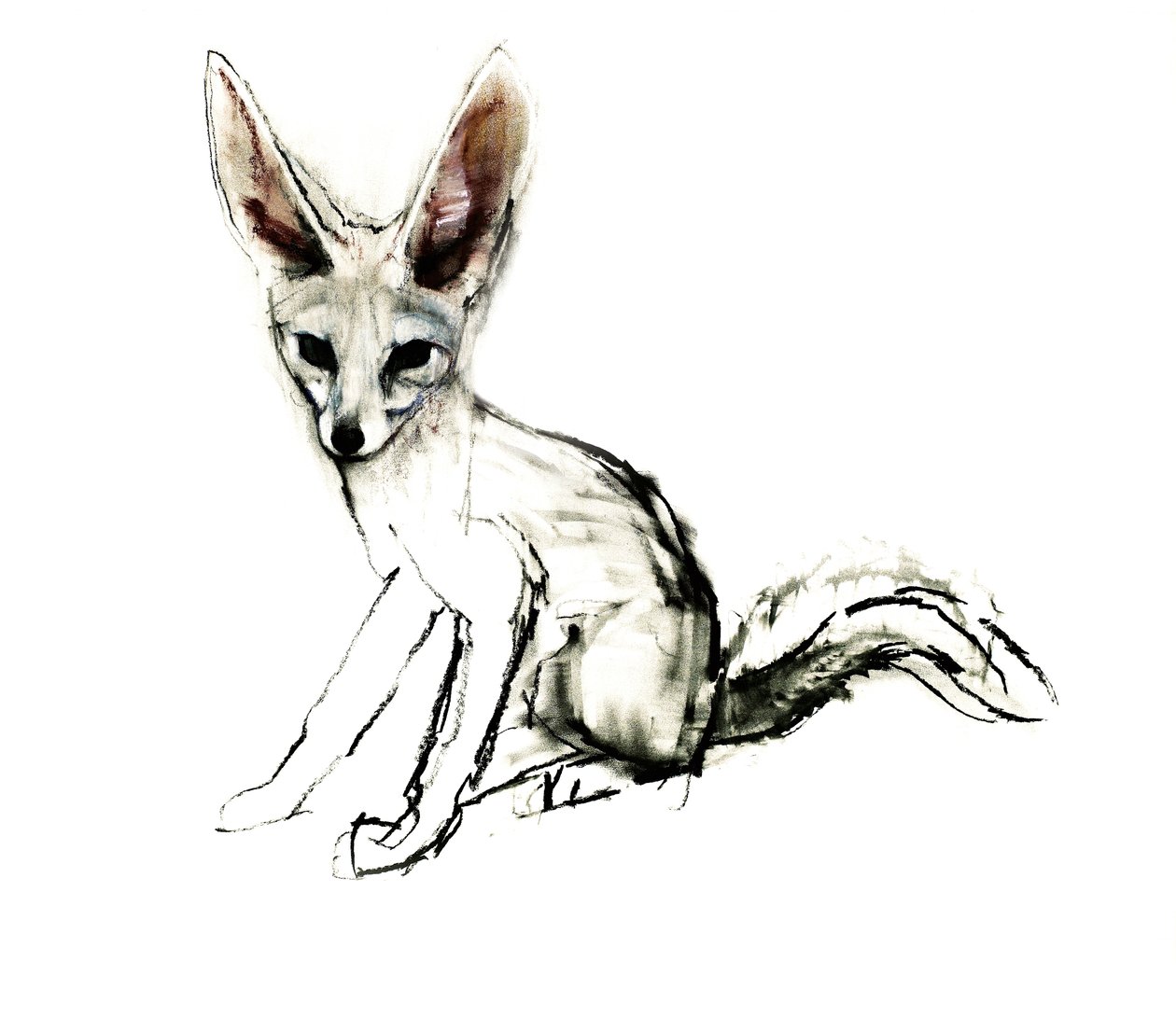 Foxy (Sand Fox), 2009 (conte e carvão no papel) de Mark Adlington