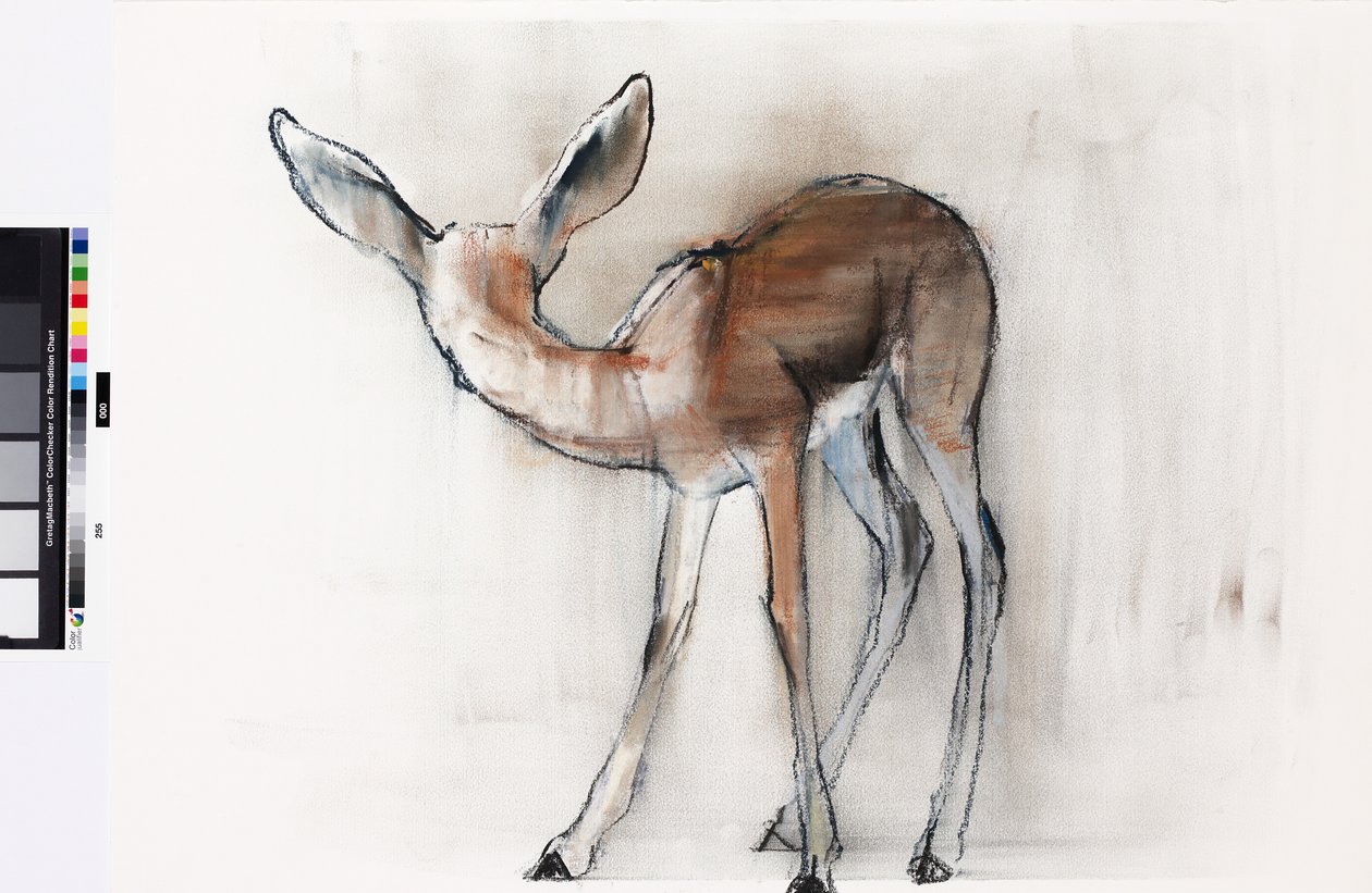 Gazela fulvo (gazela árabe) 2010 (óleo sobre papel) de Mark Adlington
