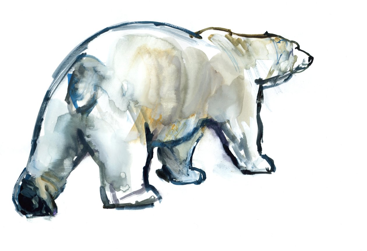 Geleira MInt (Urso Polar), 2013, (aquarela e guache sobre papel) de Mark Adlington