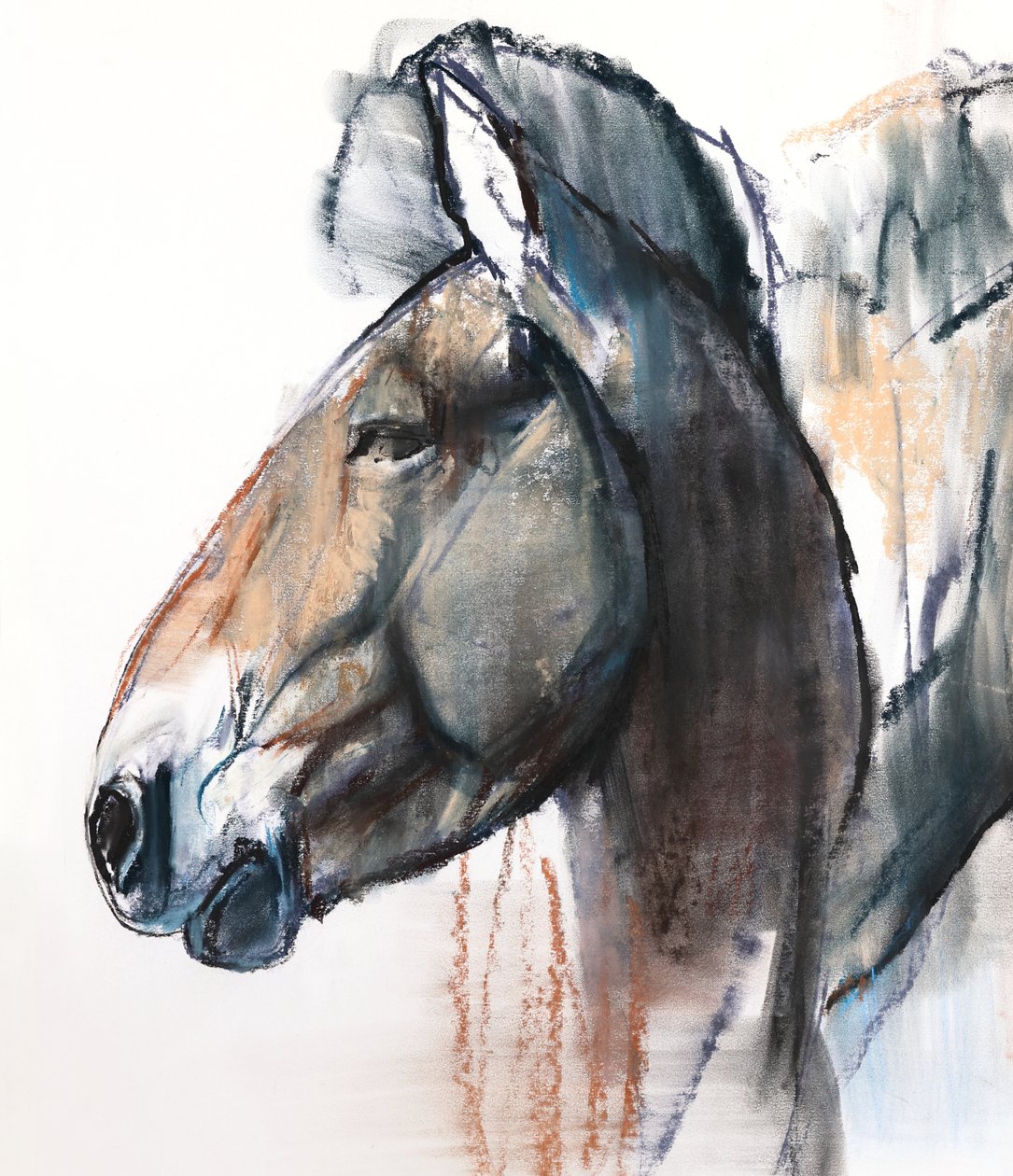 Head Study, Przewalski, 2013, (detalhe), (pastel e carvão sobre papel) de Mark Adlington