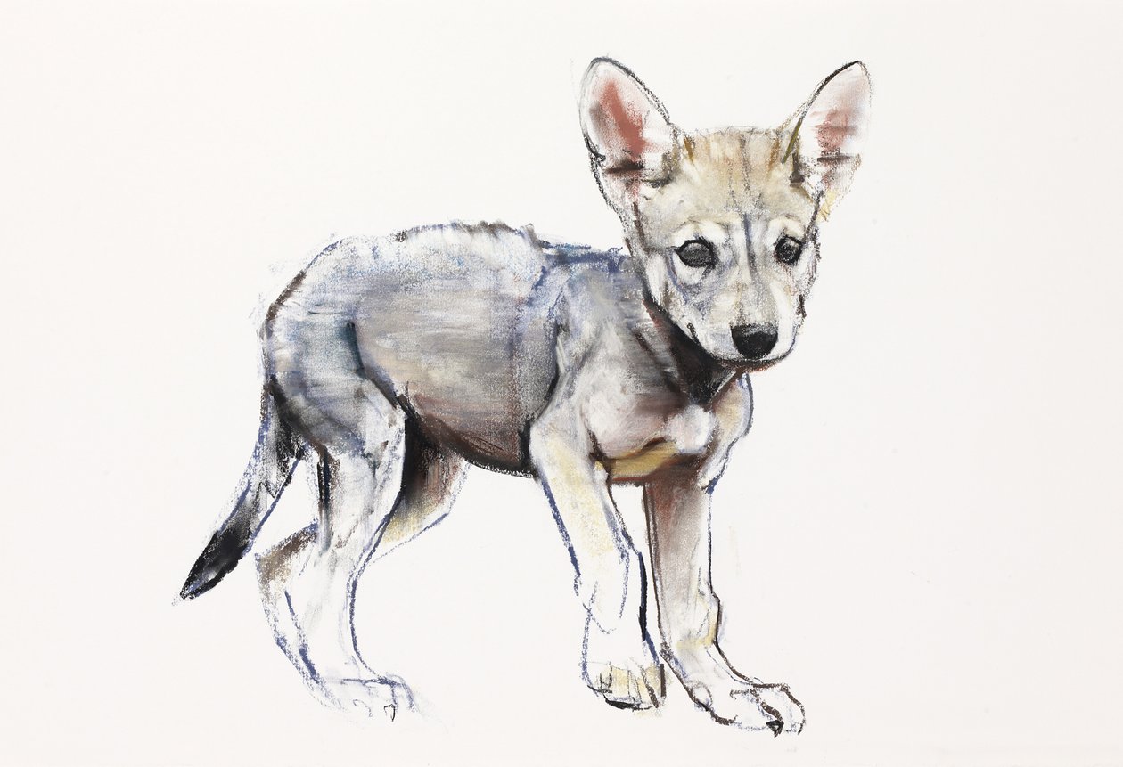 Hesitando Filhote de Lobo Árabe, 2009 (conte und charcoal on paper) de Mark Adlington