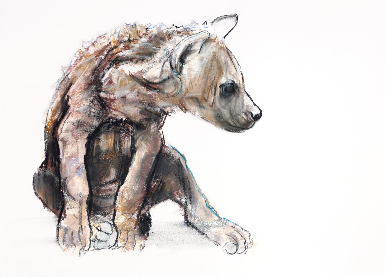 Hyaena Pup (perfil), 2019 (conté e carvão vegetal sobre papel) de Mark Adlington