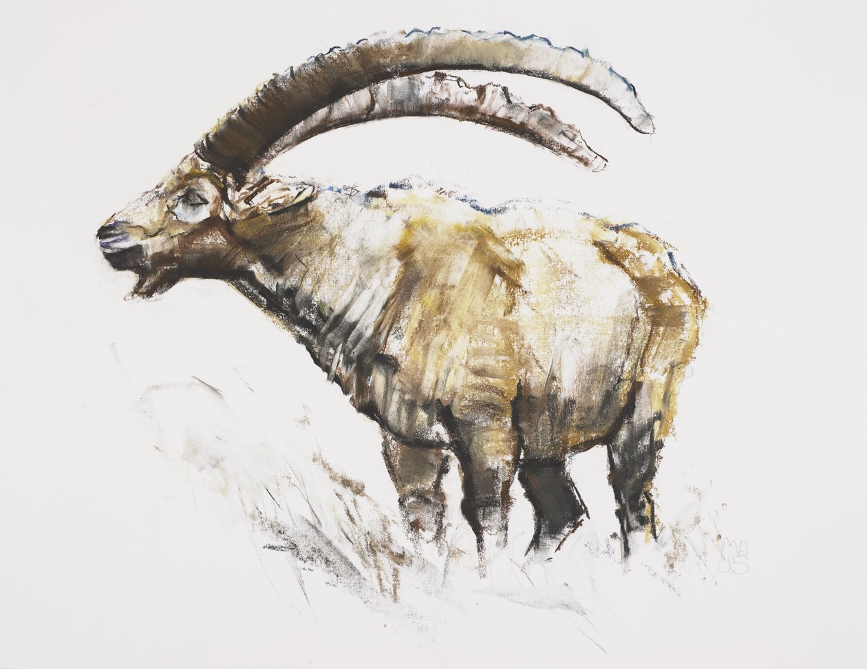 Ibex, Noasca (carvão e conte no papel) de Mark Adlington