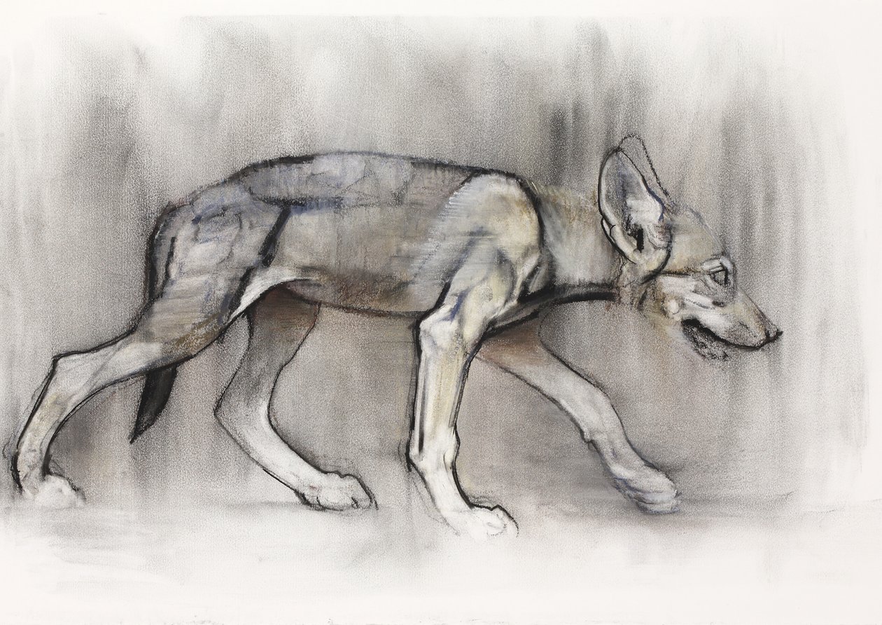 Lean Pup (Lobo Árabe), 2009 (conte und charcoal on paper) de Mark Adlington