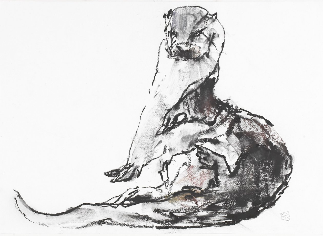 Lutra lutra (carvão e conte no papel) de Mark Adlington