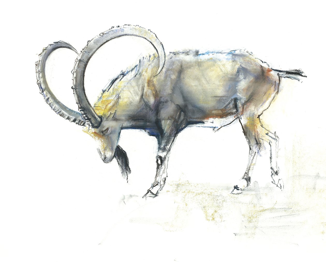Ibex Nubiano, 2008 (conte und charcoal on paper) de Mark Adlington