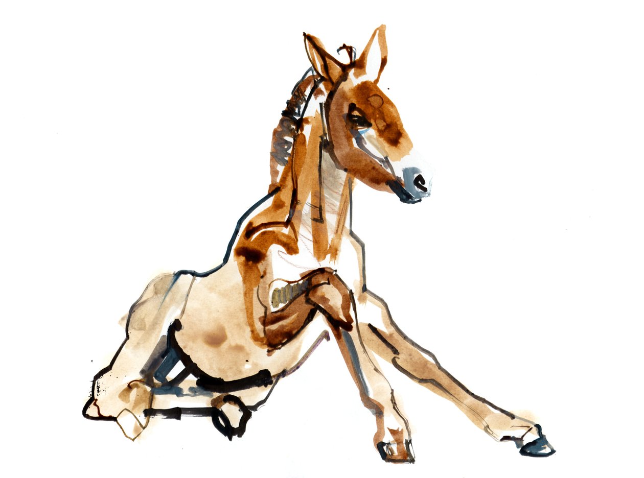 Ocho Potro (Przewalski), 2013 (tinta de aquarela, aquarela e guache) de Mark Adlington