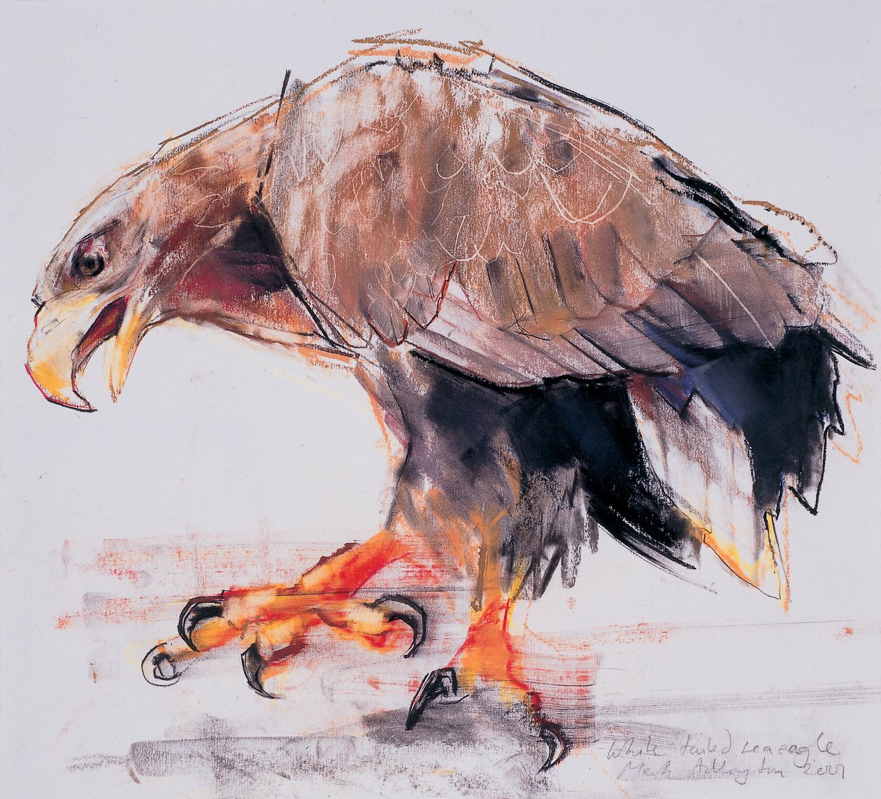 Raptor, 2001 (carvão e conte no papel) de Mark Adlington