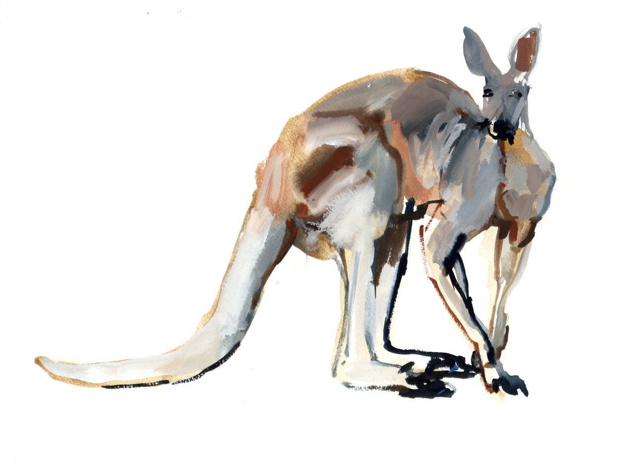 Roo, (Canguru Vermelho), 2012, (aguarela e pigmento sobre papel) de Mark Adlington