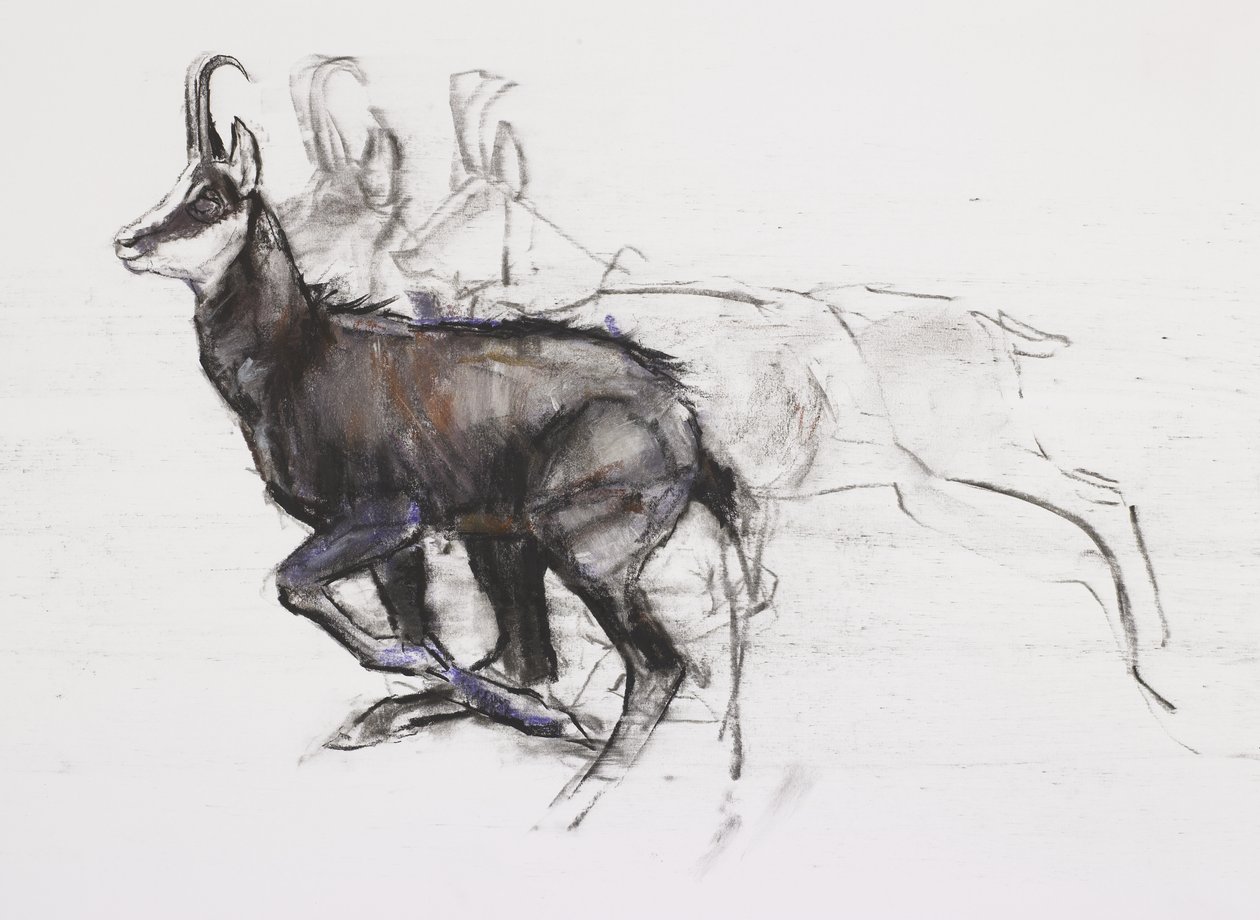 Chamois em execução (carvão e conte no papel) de Mark Adlington