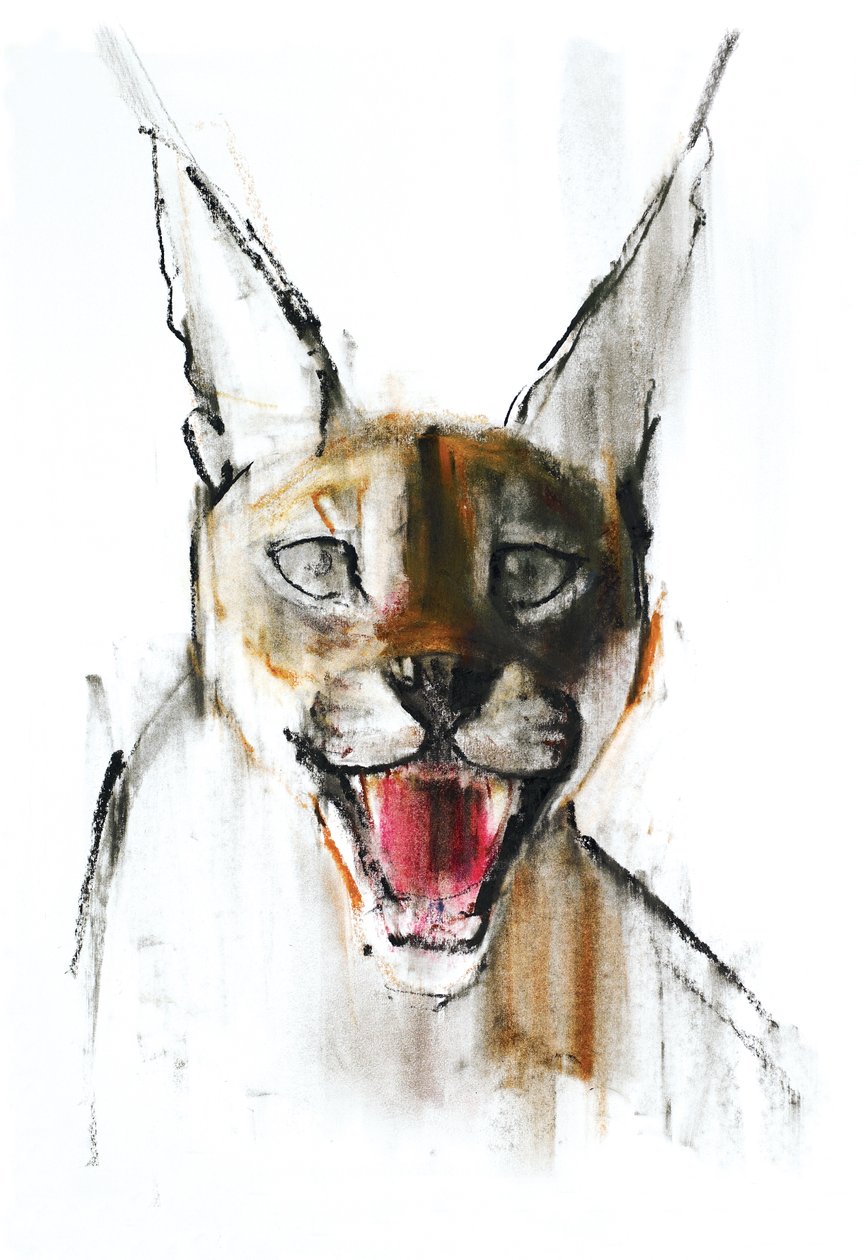 Snarl (Caracal Árabe), 2009 (conte und charcoal on paper) de Mark Adlington