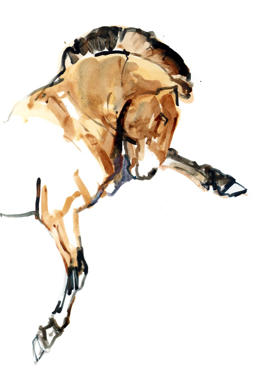 Garanhão (Przewalski), 2013 (tinta de aquarela, aquarela e guache) de Mark Adlington