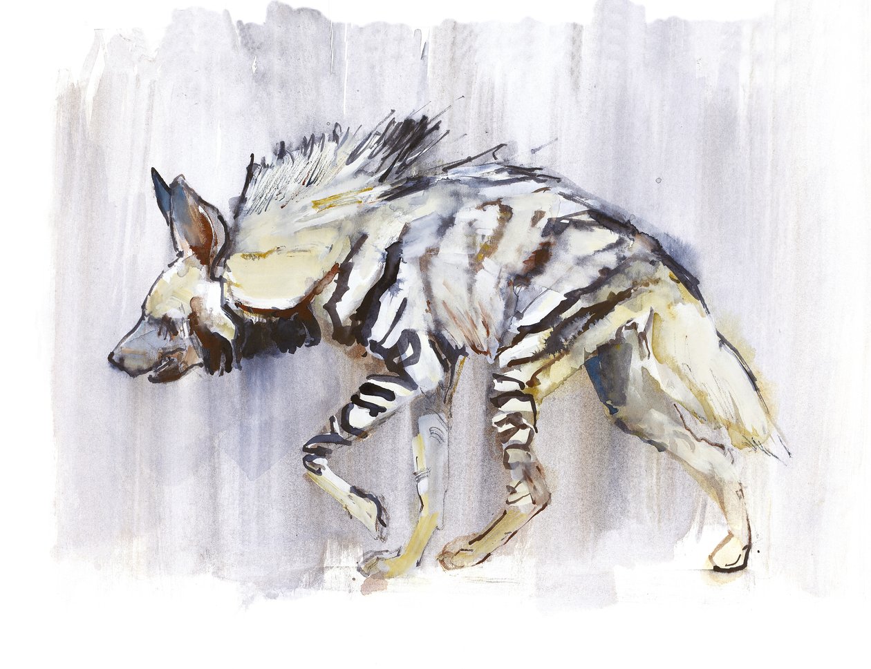 Hyaena Listrada, 2010, (aguarela sobre papel) de Mark Adlington
