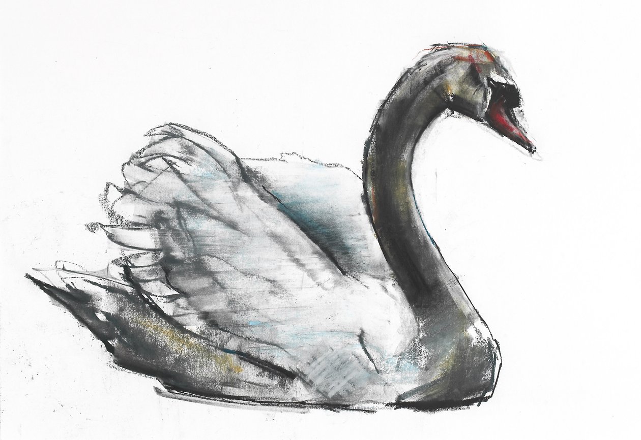 Swan (carvão e conte no papel) de Mark Adlington