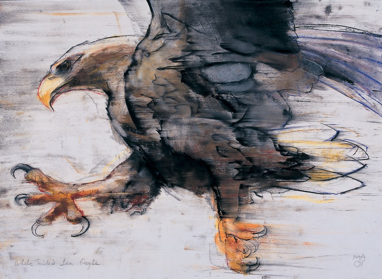 Talons - Águia-pescadora de cauda branca, 2001 (carvão e conte no papel) de Mark Adlington