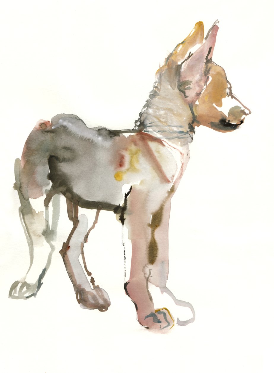 Waggle (Arabian Wolf Pup), 2011, (aguarela e guache sobre papel) de Mark Adlington