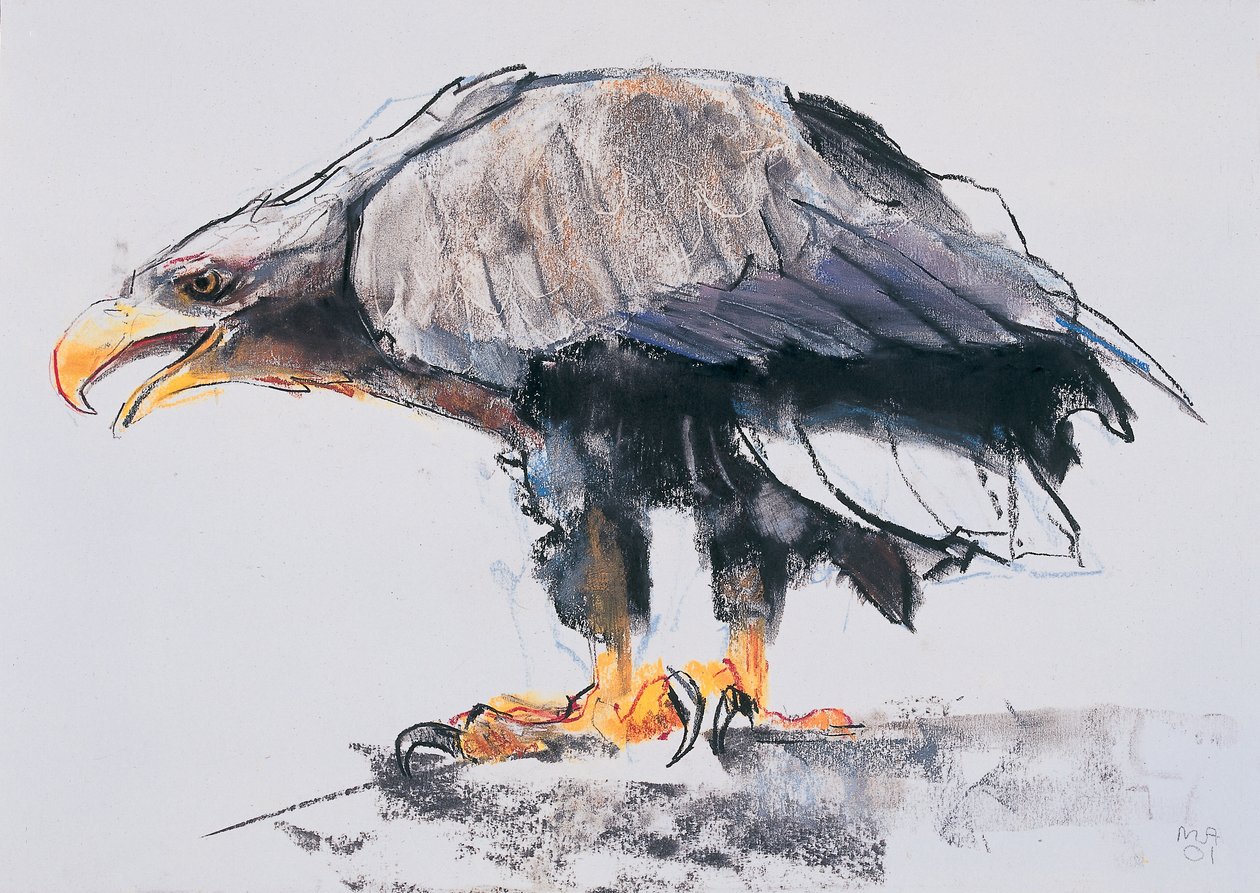 Águia de cauda branca, 2001 (carvão e conte no papel) de Mark Adlington