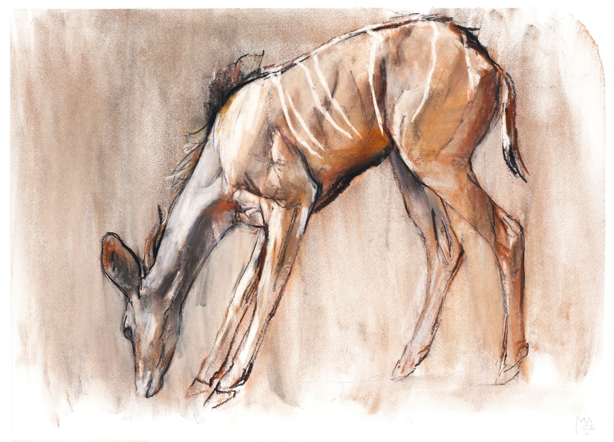 Jovem Kudu, Loisaba, 2018 de Mark Adlington