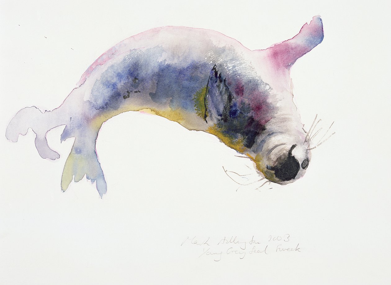 Selo cinza jovem, Gweek, 2003 de Mark Adlington