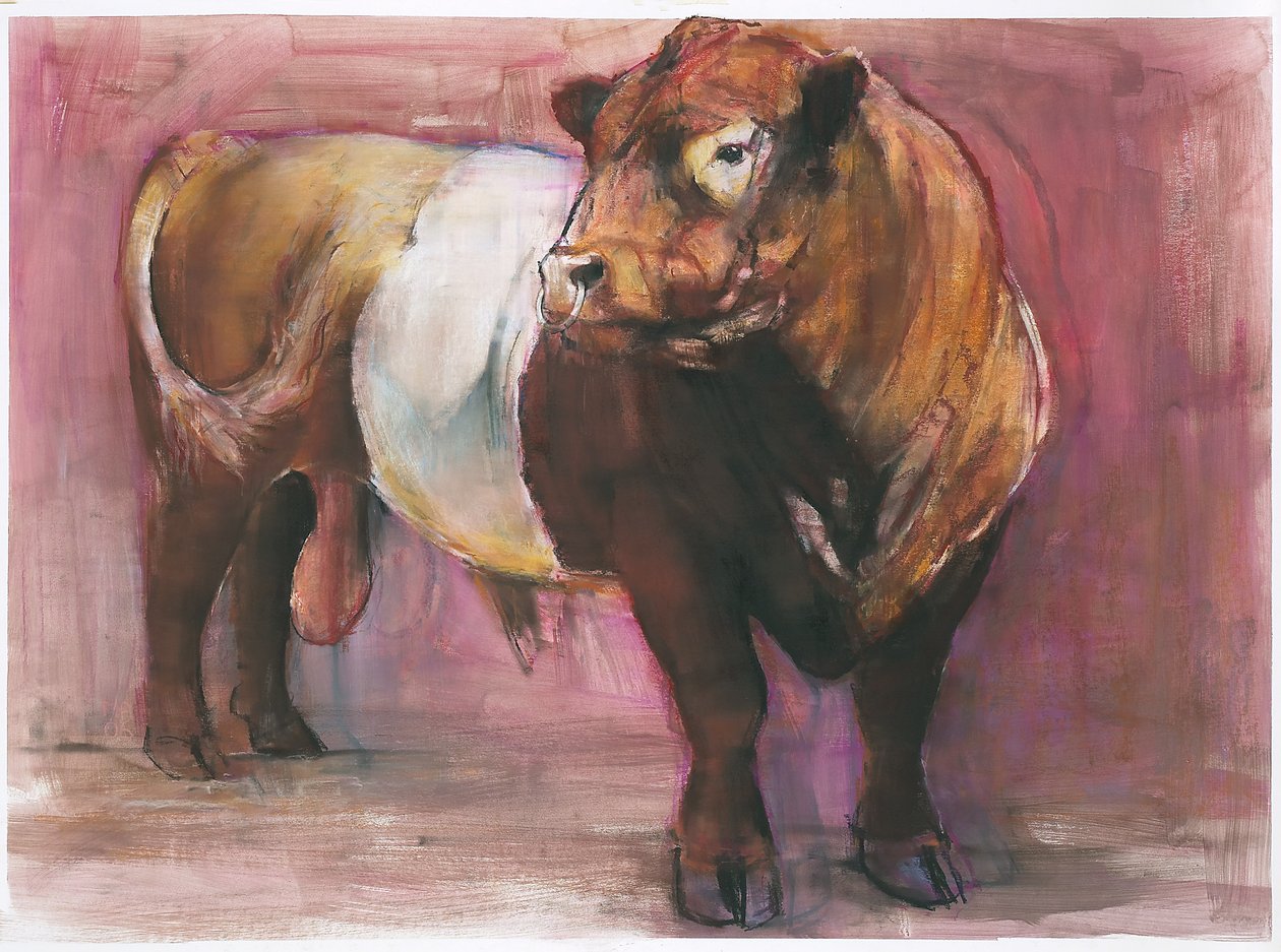 Zeus, Red Belted Galloway Bull, 2006 (mídia mista no papel) de Mark Adlington
