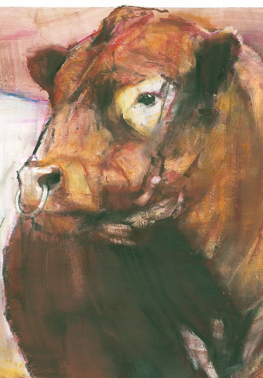 Zeus, Red Belted Galloway Bull, 2006 mídia mista em papel detalhe de 275255 de Mark Adlington
