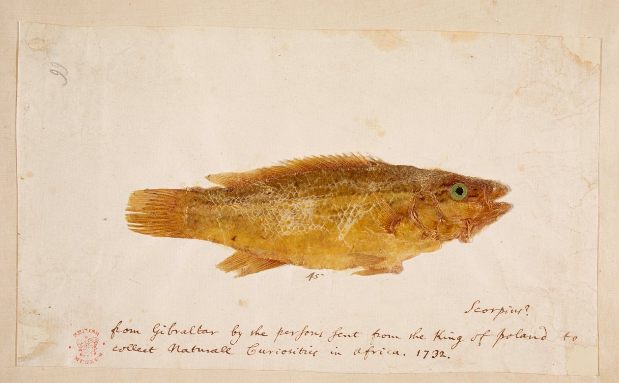 Um peixe. de Mark Catesby