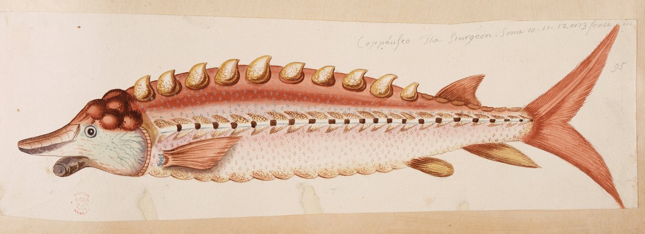 Um peixe. de Mark Catesby