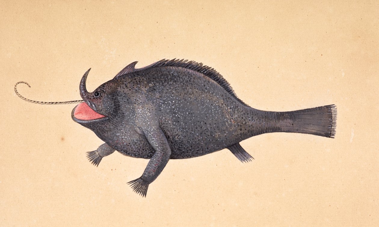 Um peixe. de Mark Catesby