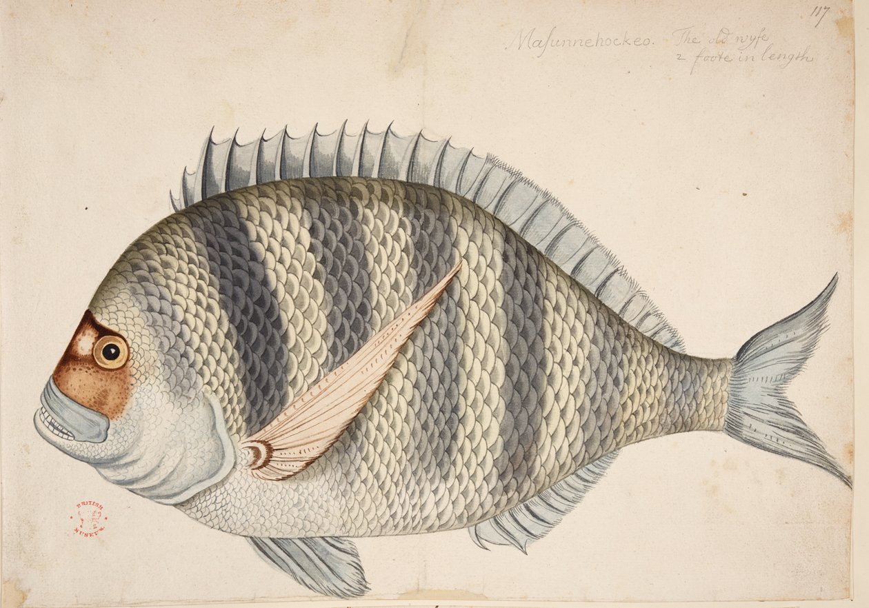 Um peixe. de Mark Catesby