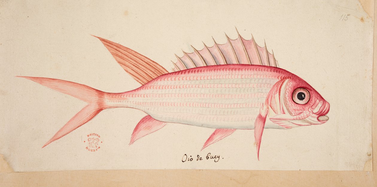Um peixe. de Mark Catesby