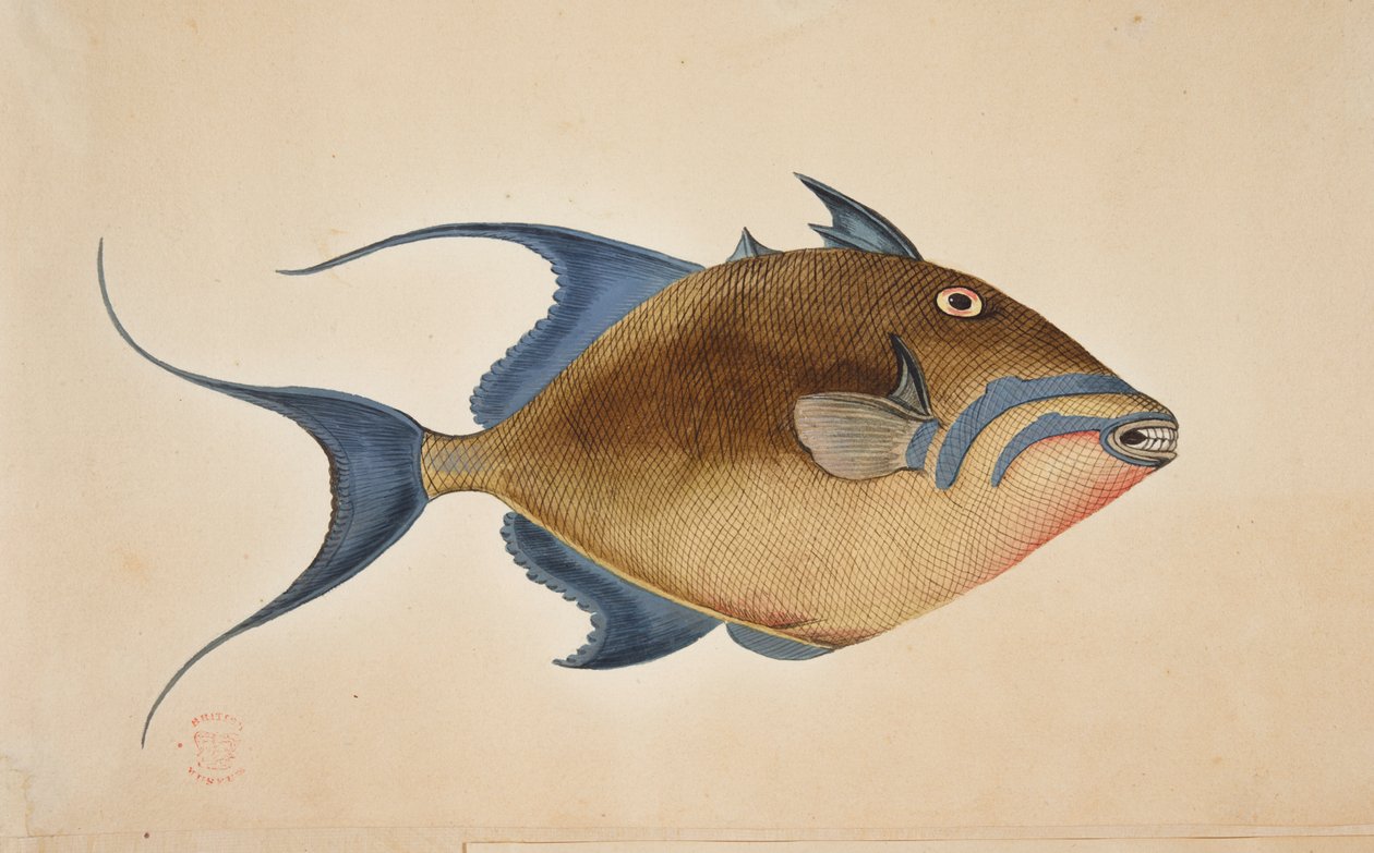 Um peixe. de Mark Catesby
