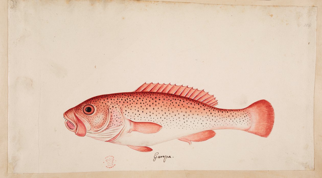 Um peixe. de Mark Catesby