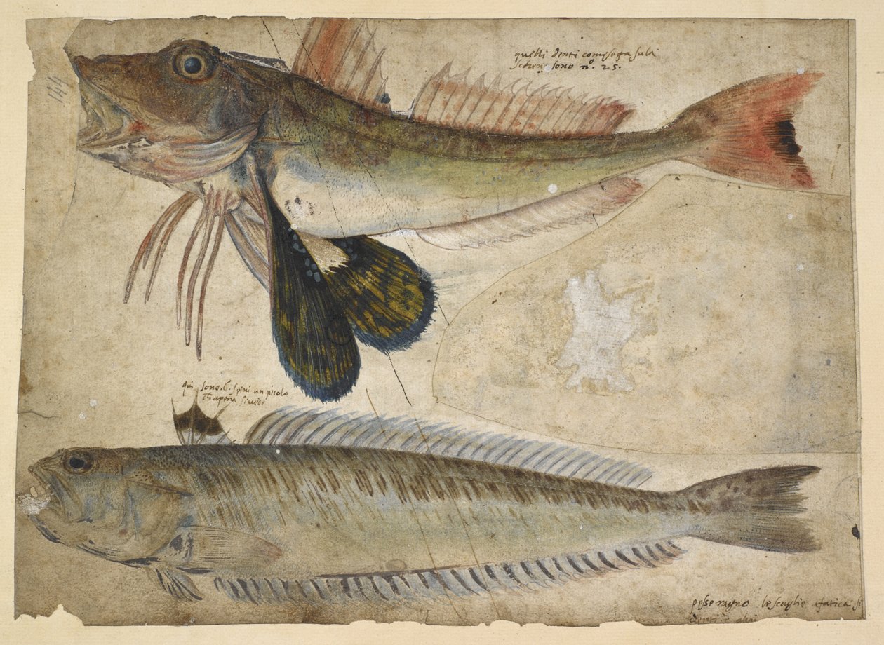 Adicionar. 5267, f.144 Desenhos de dois peixes, de um 