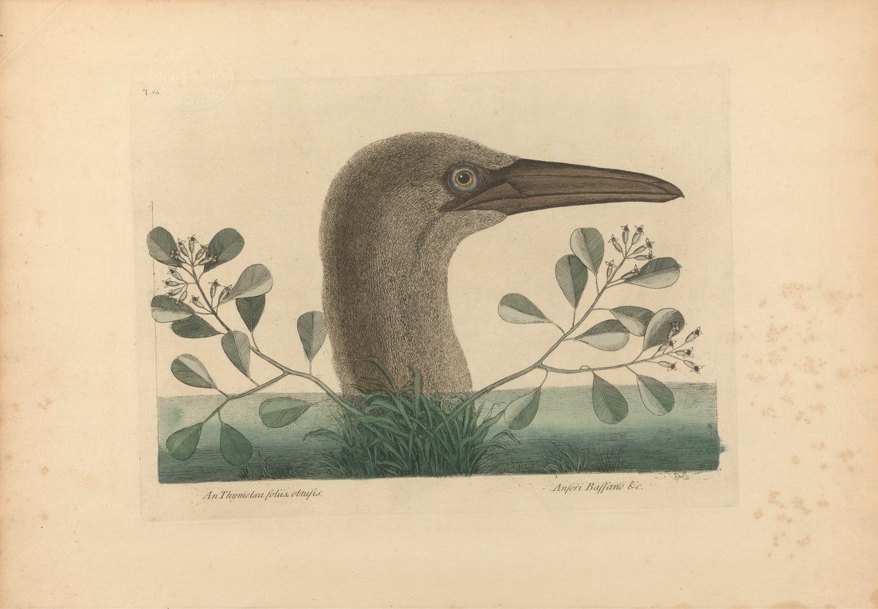 Uma Thymelaea foliis obtusis; Anseri Bassano &c: The Great Booby, Plate 86 from the 