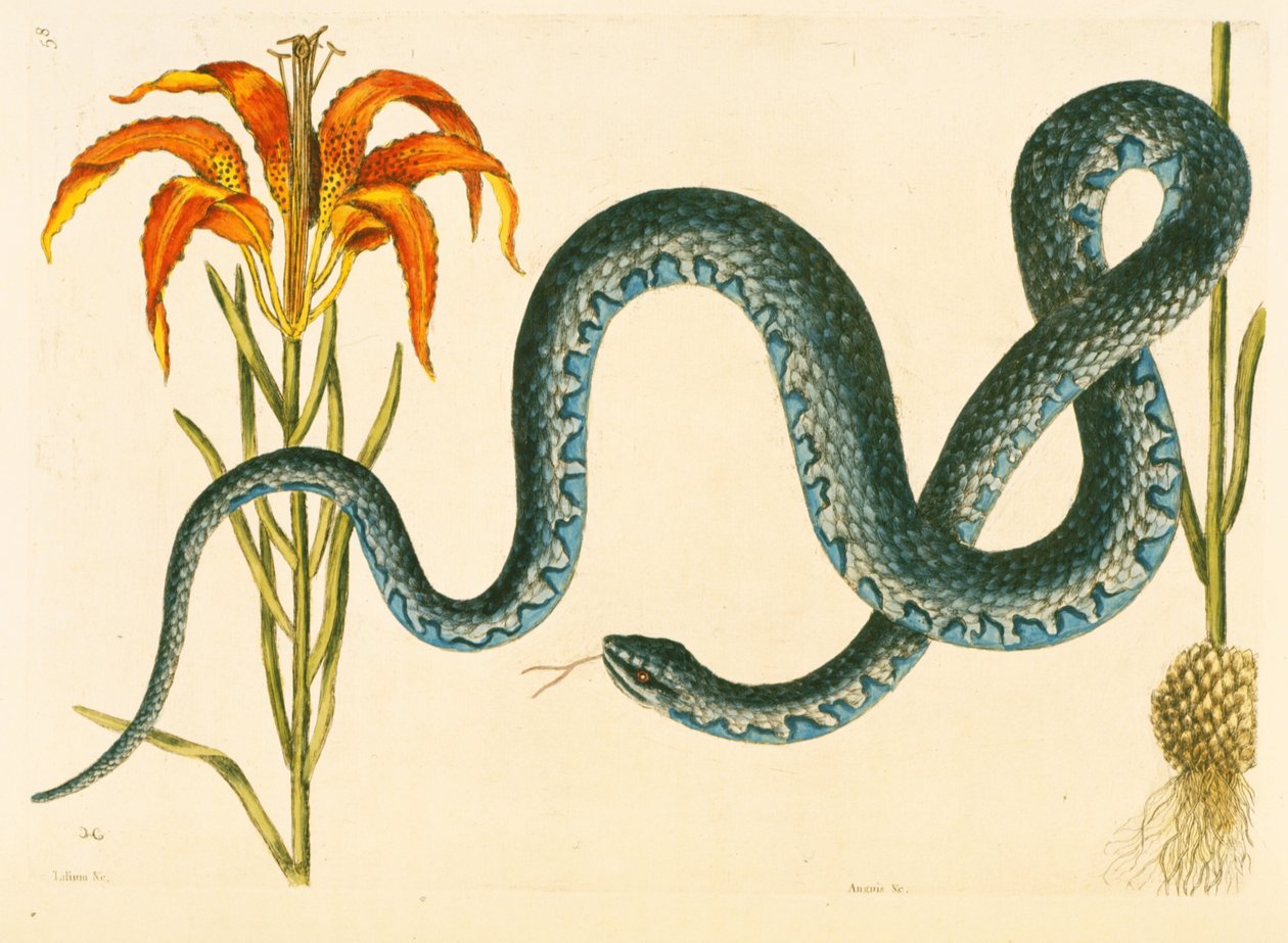 Anguis, a Cobra de Wampum, placa 58, vol. 1 da &39;História Natural da Carolina, Flórida e Bahamas&39; de Mark Catesby