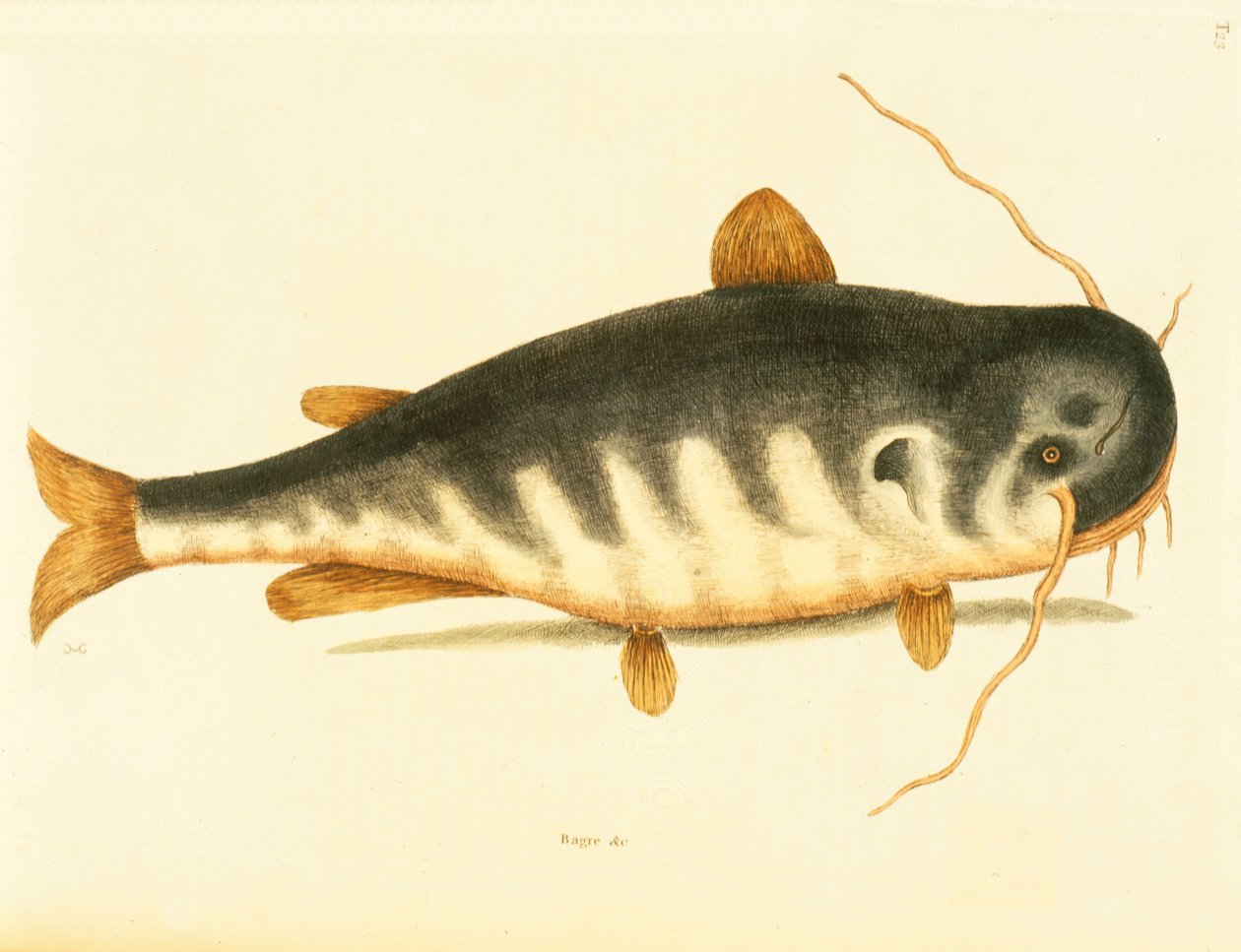 Peixe-gato, placa 23, vol. 1 da &39;História Natural da Carolina, Flórida e Bahamas&39; de Mark Catesby
