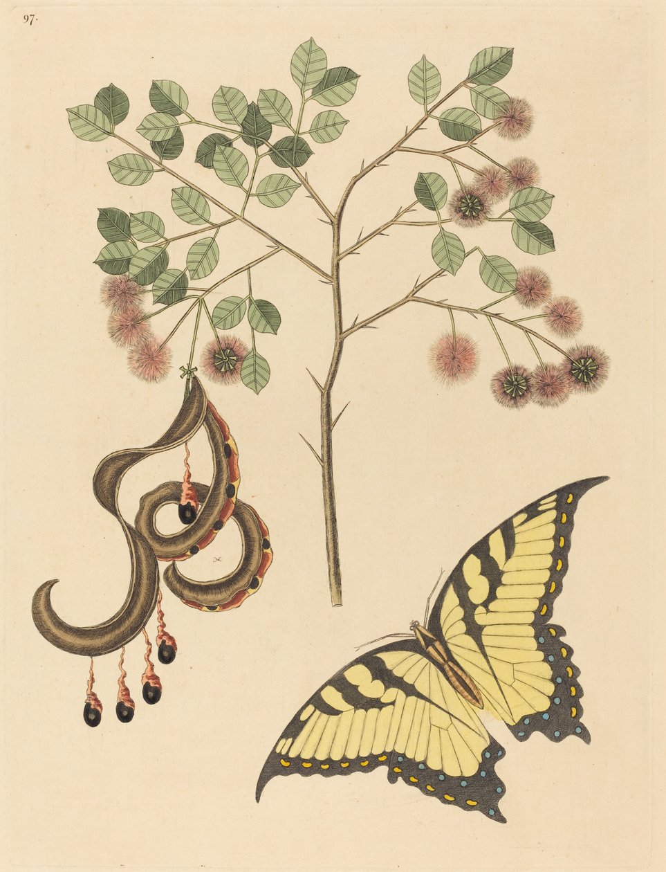Garra de gato (Mimosa circinalis) de Mark Catesby
