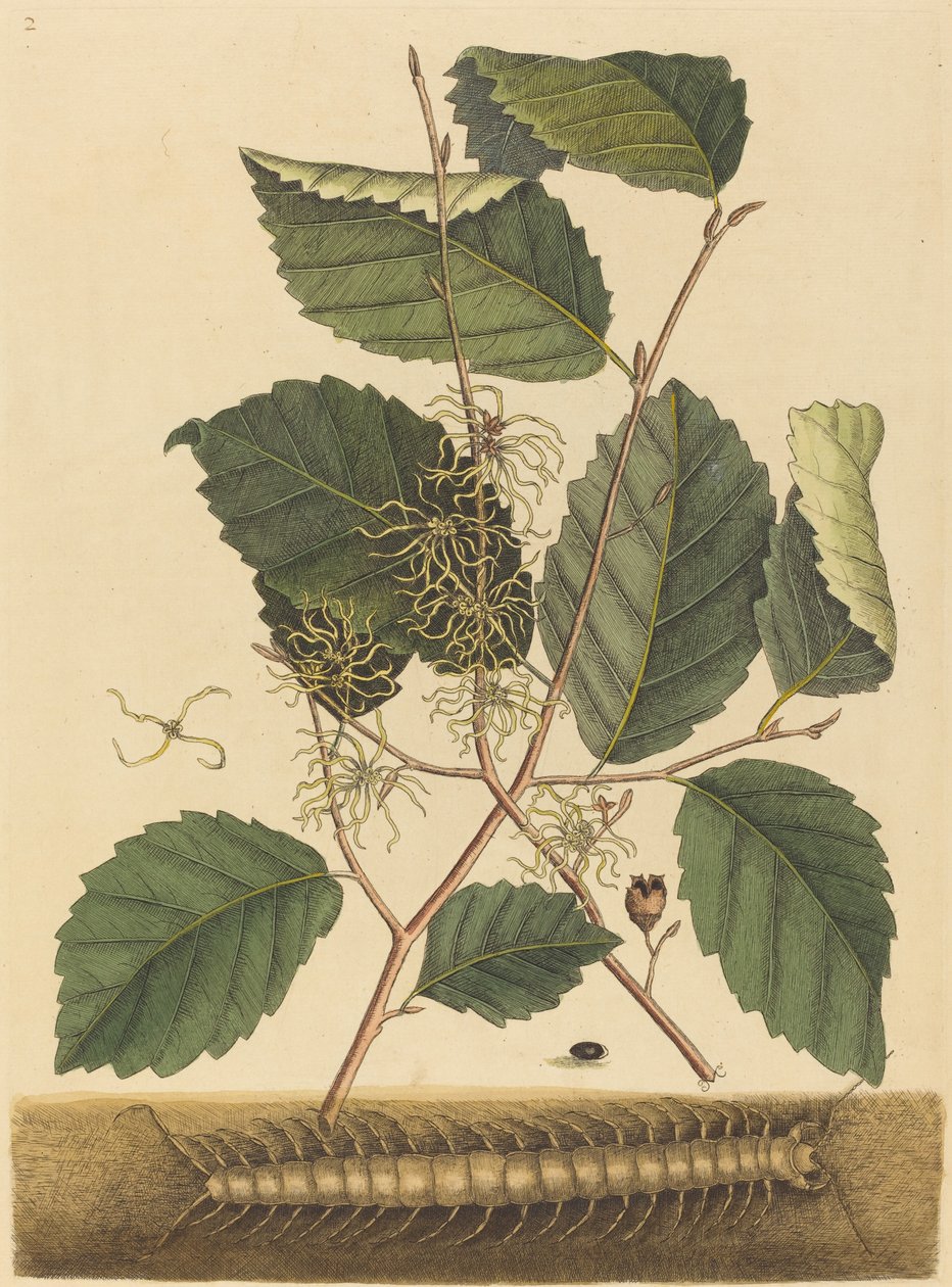 Centopeia (Scolopendra morsitans) de Mark Catesby