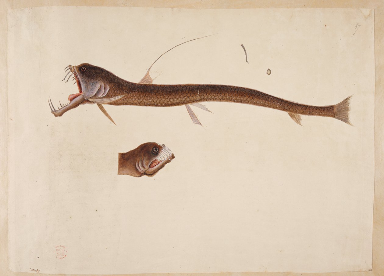 Chauliodus sloanei.
Uma criatura que se assemelha a uma enguia. de Mark Catesby