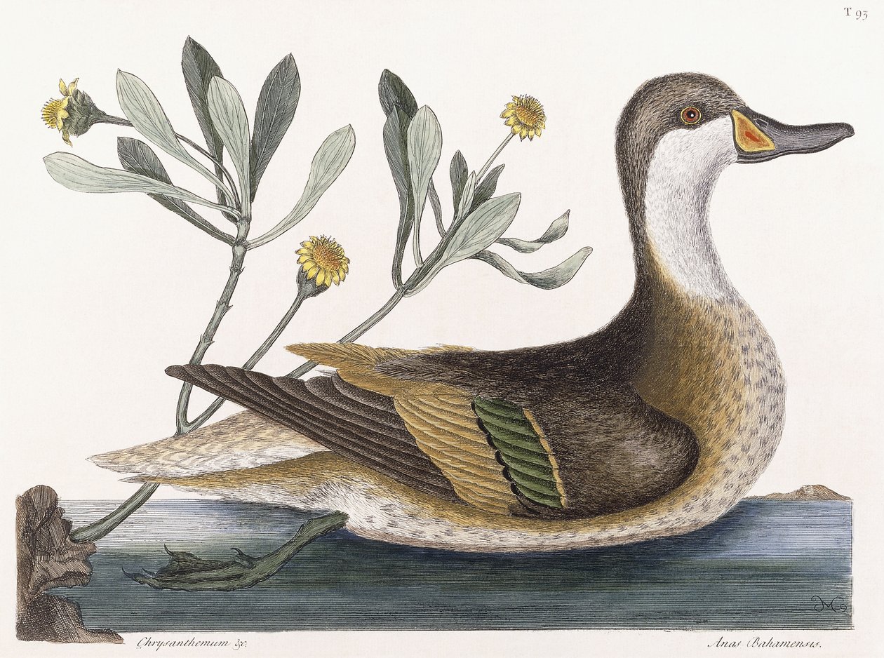 Crisântemo & c de Mark Catesby