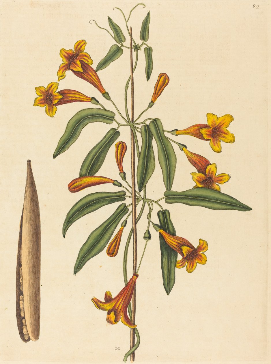 Cross-vine Bignonia capreolata, publicado em 1754. de Mark Catesby