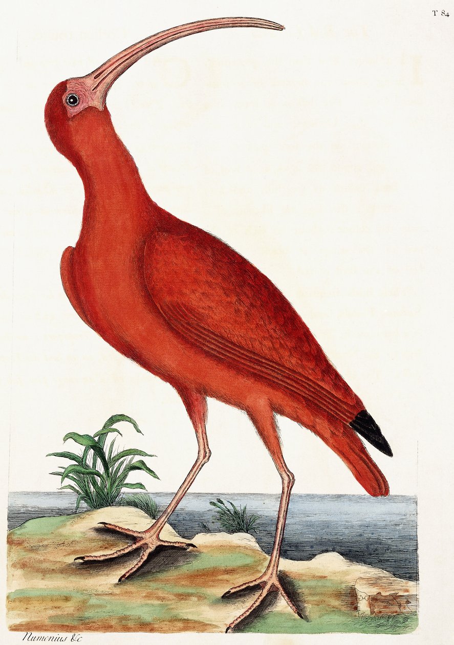 Maçarico Real, Numenius, 1771 de Mark Catesby