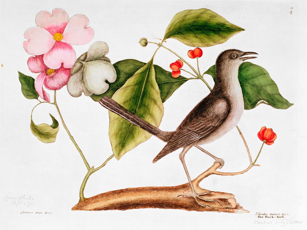 Dogwood: Cornus florida e Mocking Bird da História Natural da Carolina (1730-48) de Mark Catesby