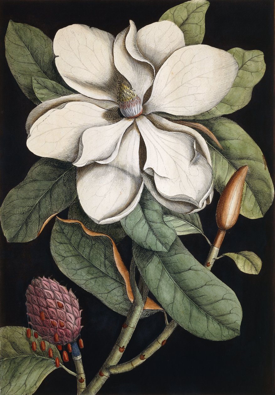 Árvore Laurel, 1731-1743 de Mark Catesby