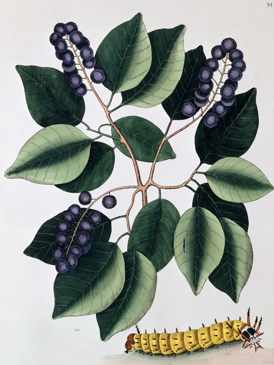 Ameixa de pombo e uma grande lagarta com chifres, 1771 de Mark Catesby